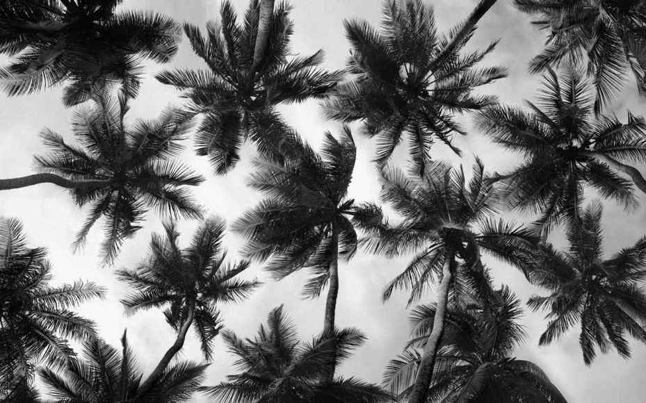 © Olaf Heine | courtesy the artist, Palm Tree Forest (Detail), Bahia, 2013