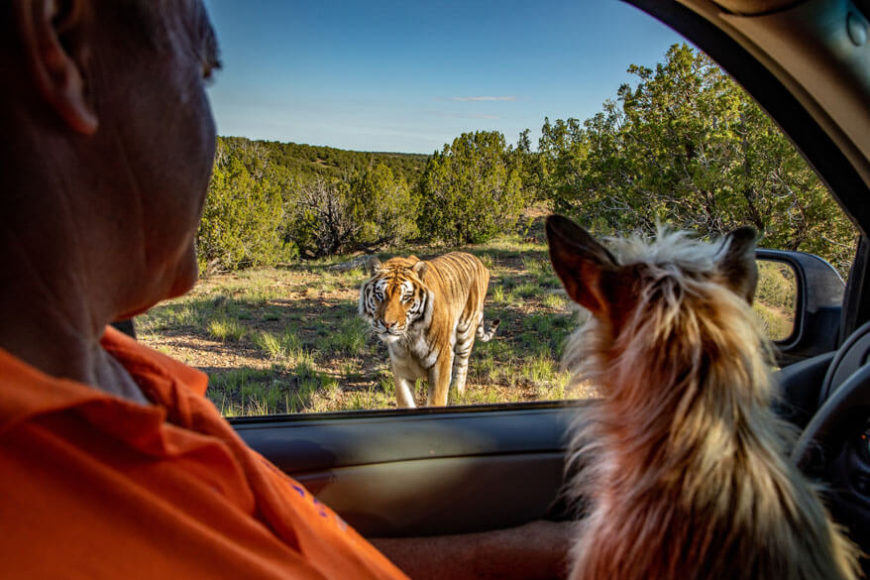 2020 World Press Photo Contest, Contemporary Issues, Stories, 2nd Prize. © Steve Winter for National Geographic. The Tigers Next Door.
