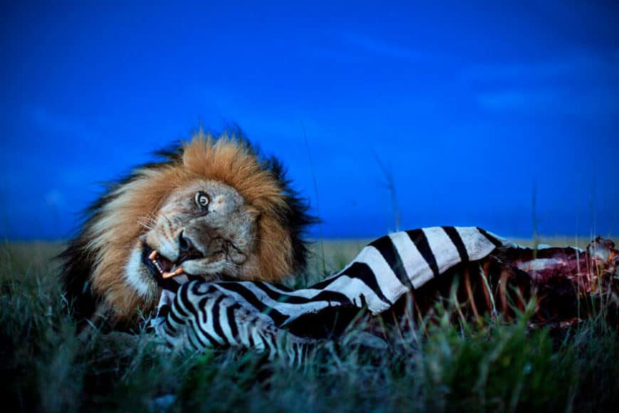 Cboy and Zebra, Serengeti National Park, Tanzania 2012, © Michael Nichols / Edition Lammerhuber