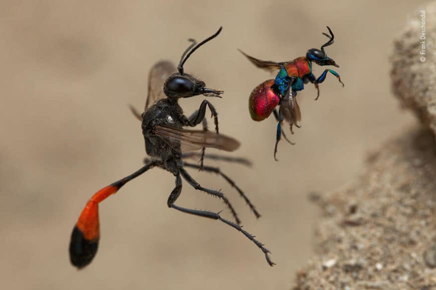 Verhalten - Wirbellose: © Frank Deschandol (Frankreich) „Die Geschichte zweier Wespen“