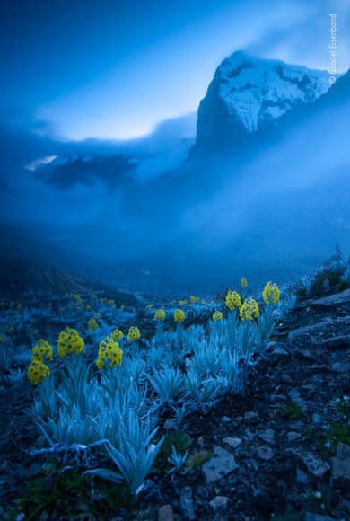 Das Reich der Pflanzen und Pilze: © Gabriel Eisenband (Kolumbien) „Komposition in Blau und Gelb“ 