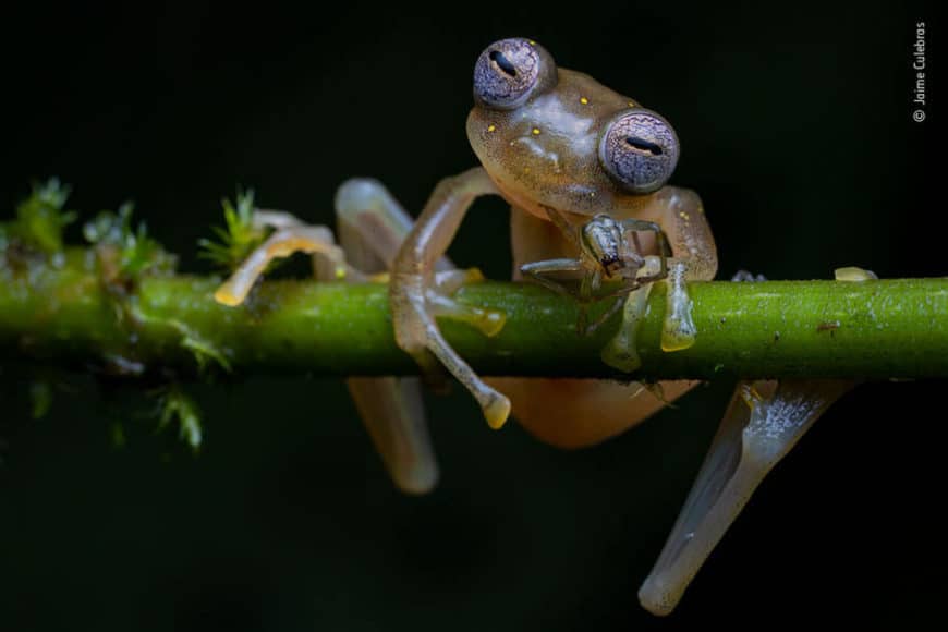 Verhalten - Amphibien und Reptilien:  © Jaime Culebras (Spanien) „Biologisches Gleichgewicht“
