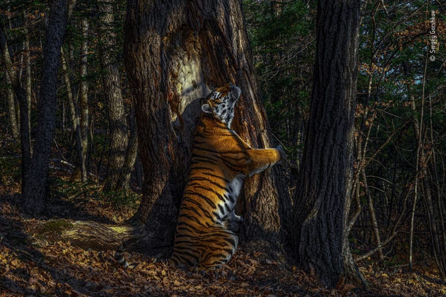 Naturfotograf des Jahres: © Sergey Gorshkov (Russland) Titel des Bildes: „Die Umarmung“  