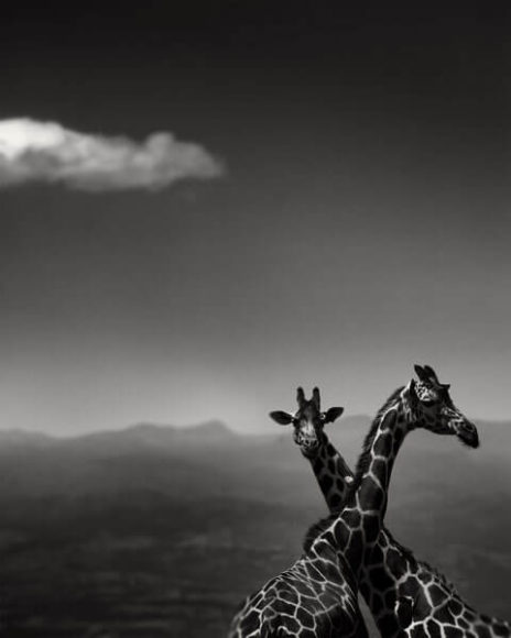 © Joachim Schmeisser, Giraffe couple.