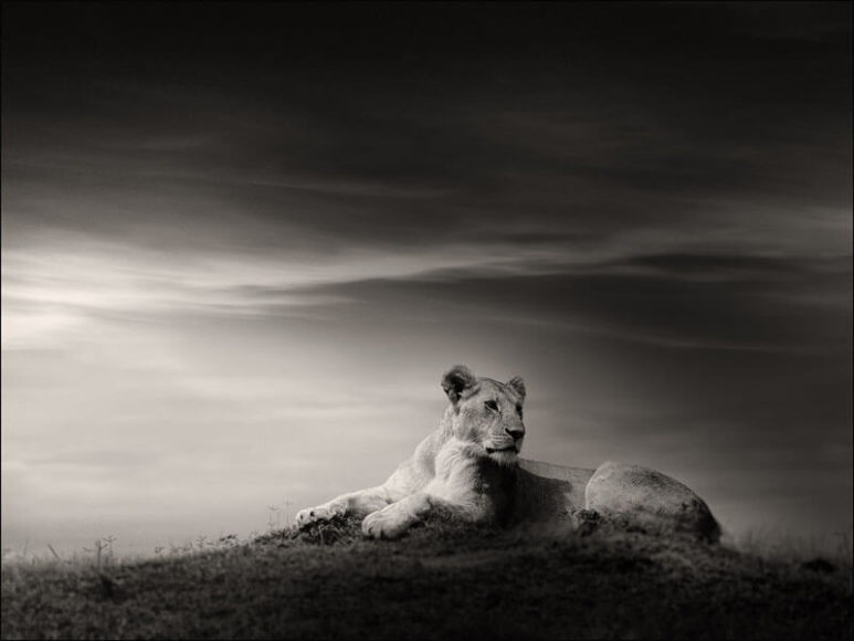 © Joachim Schmeisser, The Lioness.
