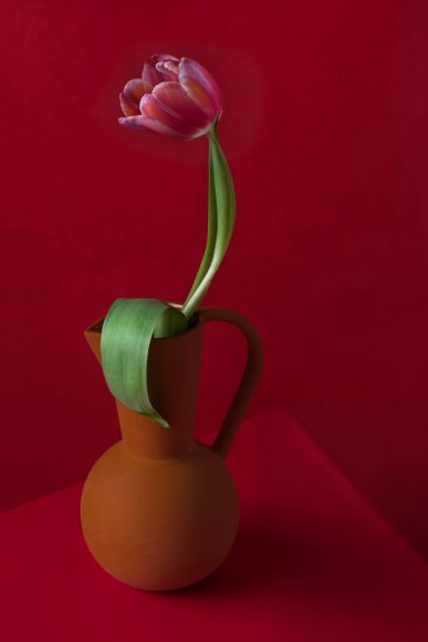 Tulpe © Anna Halm Schudel