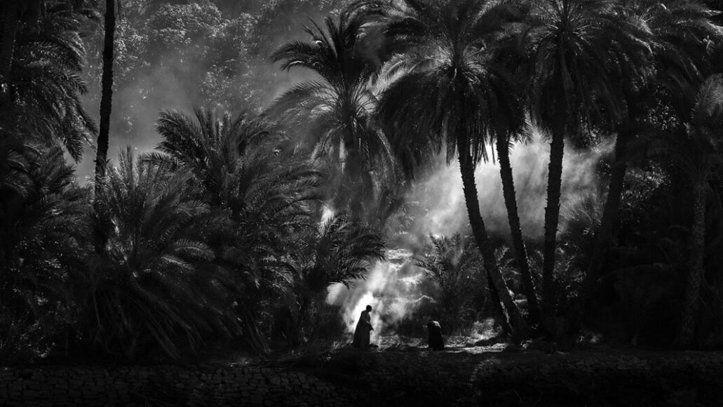 Nature and Landscape, 1st classified: Palm Grove by © Hans Wichmann.