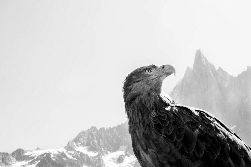 Eagle Wings, The Observer, Aiguillle du Dru, © 2019 Nomi Baumgartl, courtesy VisuleX Gallery