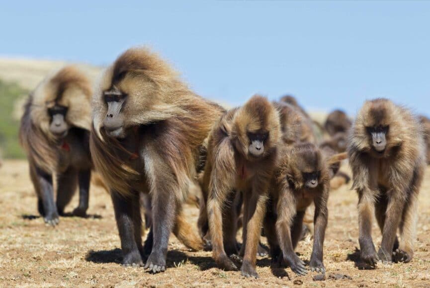 Diese Gruppe von Blutbrustpavianen (eine sehr seltene Primatenart) lebt weitgehend unbehelligt und zurückgezogen in den Hochlagen der Simien Mountains von Äthiopien.

© Thorsten Milse / aus dem Buch „Survivor“ beim Verlag Tecklenborg
