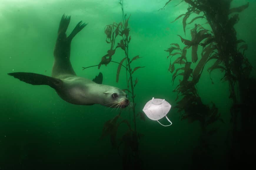 ENVIRONMENT, SINGLES, 1st Prize Title: California Sea Lion Plays with Mask, © Ralph Pace, United States.