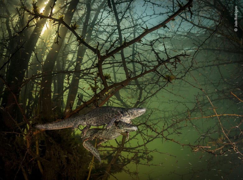 © João Rodrigues, Wildlife Photographer of the Year