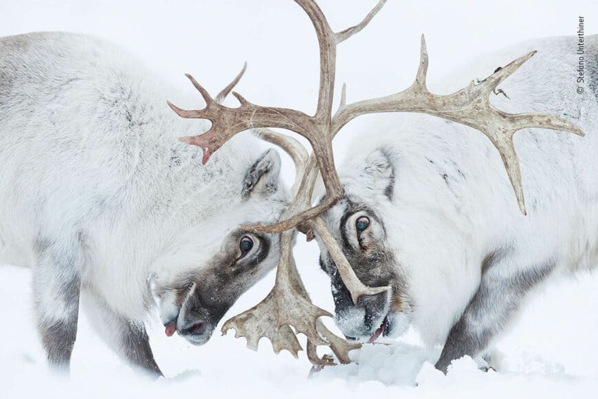 © Stefano Unterthiner, Wildlife Photographer of the Year
