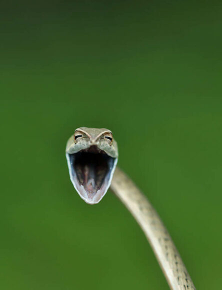 Laughing snake © Aditya Kshirasagar