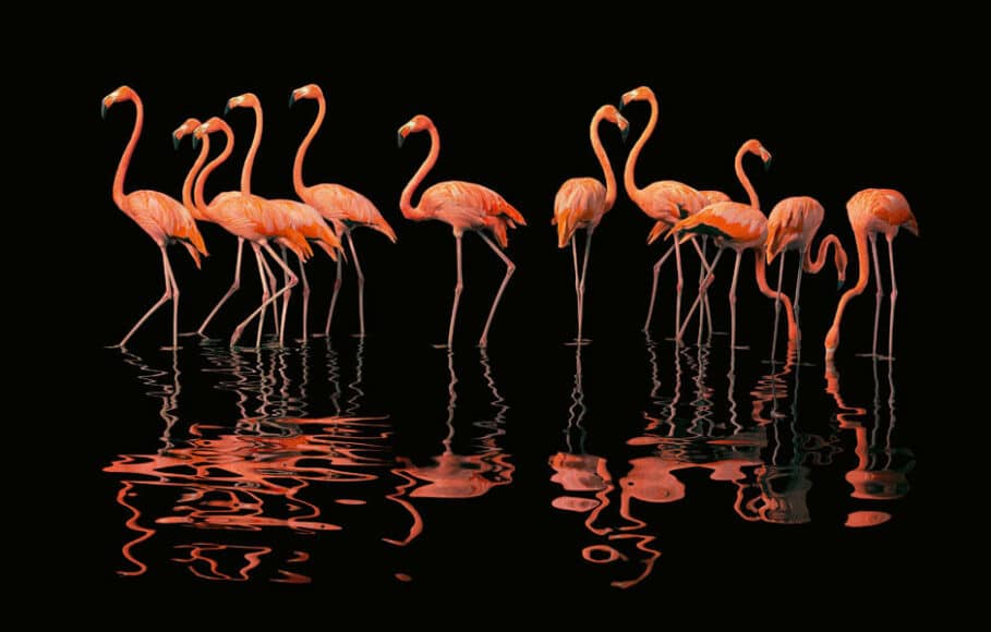 Kubaflamingo.
Die geselligen Flamingos leben gern wie hier in Kolonien zusammen und sind auch beim 
Brüten ausgesprochen kooperativ. Anstatt sich nur um ihren eigenen frisch geschlüpften Nachwuchs zu kümmern, geben alle ihre unbeholfenen, flugunfähigen Küken in einer Art Kindertagesstätte ab, die von einigen wenigen ausgewachsenen Vögeln bewacht wird.
© Tim Flach/Knesebeck Verlag.