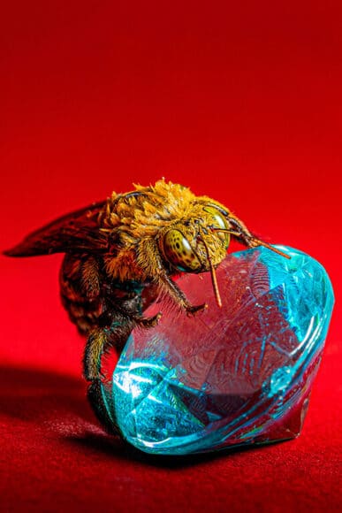 Eine grünäugige Holzbiene, die einen kleinen blauen Kristall hält.

© Amin Mezian, Spanien, Shortlist, Professional, Wildlife & Nature, 2022 Sony World Photography Awards