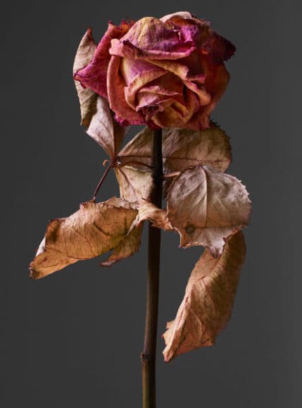 Rose Embrace 2021 / © Rankin, courtesey of Camera Work