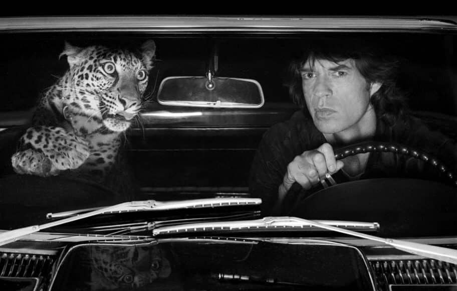 ALBERT WATSON / Mick Jagger in Car with Leopard / Los Angeles, 1992 / © Albert Watson / Courtesy of CAMERA WORK Gallery