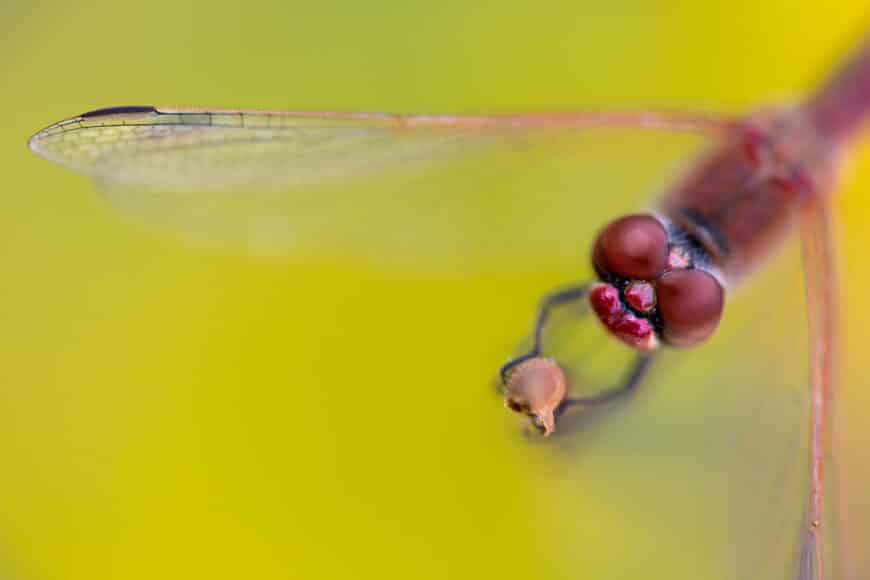 Ferry Böhme, GDT (DE): Faszination Libellen - Fotoabenteuer im Reich der fliegenden Juwelen