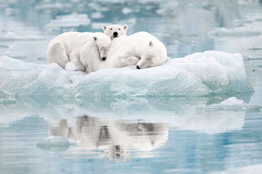 Foto: CEWE Photo Award 2023 | FotografIn Lotta Sundström  | Titel Having a nap on the ice | Kategorie Natur