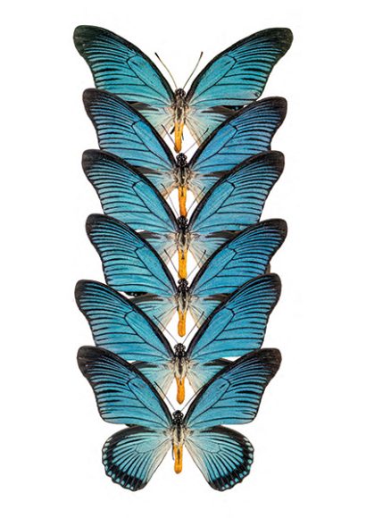 „Rarity Cabinet Butterfly Blue 2“ von Marielle Leenders, einer Niederländerin, die mit einer ganzen Serie von Schmetterlingsaufnahmen aufwartet. © Bildagentur Photocircle