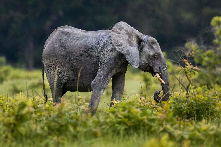 Foto: Jasper Doest | Ein fragiles Refugium für Waldelefanten 2 | © Jasper Doest