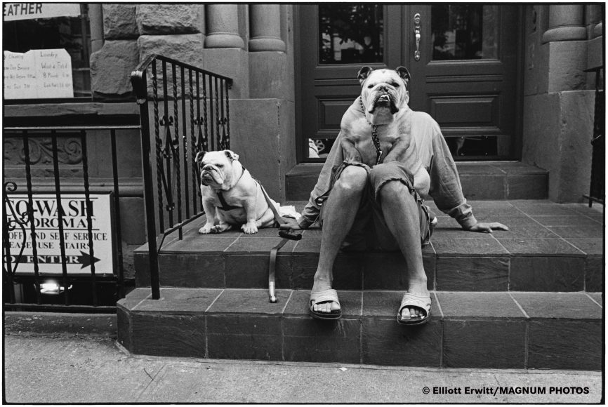 Das Leica Picture of the Year 2023 „Bulldoggen, entstanden in New York City, USA 2000 (© Elliott Erwitt, MAGNUM PHOTOS).