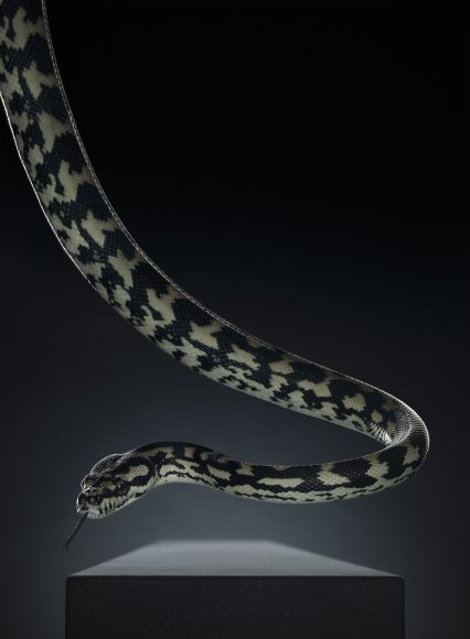 Foto von Peter Hebeisen | Snake |  2012, Pigment print on Archival paper, 218 x 160 cm