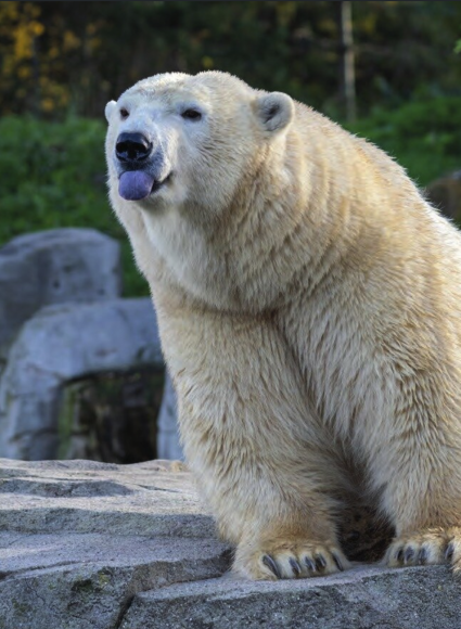 Wenn der Eisbär die
Zunge rausstreckt,
ist es gut, eine flotte
Kamera zu haben:
OM-1 mit dem
M.Zuiko Digital
5-6,3/100-400 mm
| 276 mm | f/5,6 |
1/320 s | ISO 400