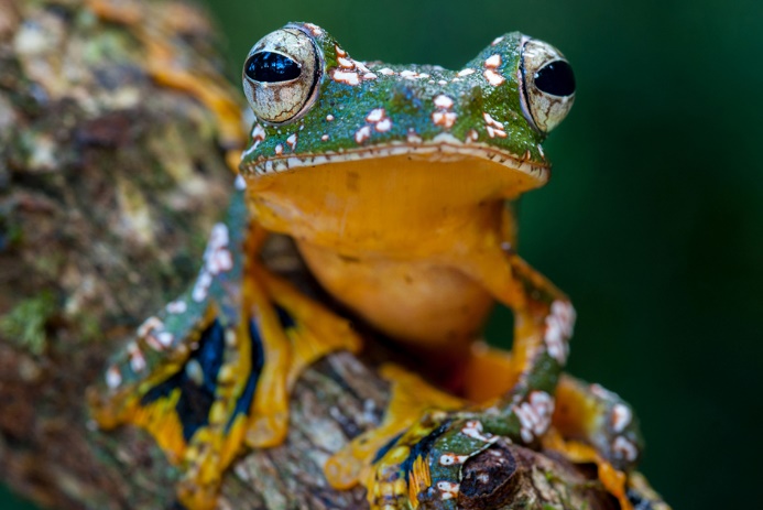 Dieter Schonlau begegnete diesem Frosch auf Borneo. 

